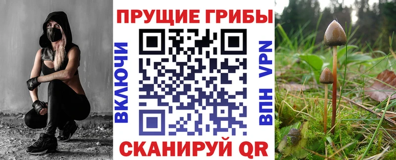 купить наркотики цена Краснотурьинск Галлюциногенные грибы Psilocybine cubensis